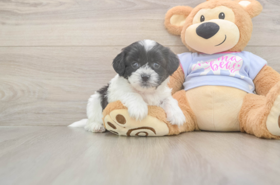 5 week old Teddy Bear Puppy For Sale - Puppy Love PR Teddy Bear Puppy for Adoption