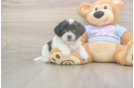 Meet Gili - our Teddy Bear Puppy Photo  1/3 - Puppy Love PR Teddy Bear Puppy for Adoption