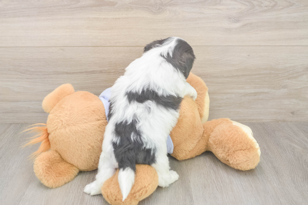 Meet Gili - our Teddy Bear Puppy Photo  3/3 - Puppy Love PR Energetic Shichon Designer Puppy