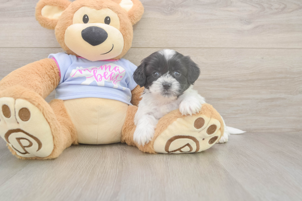 Meet Gili - our Teddy Bear Puppy Photo  2/3 - Puppy Love PR Playful Shitzu Designer Puppy