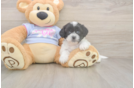 Meet Gili - our Teddy Bear Puppy Photo  2/3 - Puppy Love PR Playful Shitzu Designer Puppy