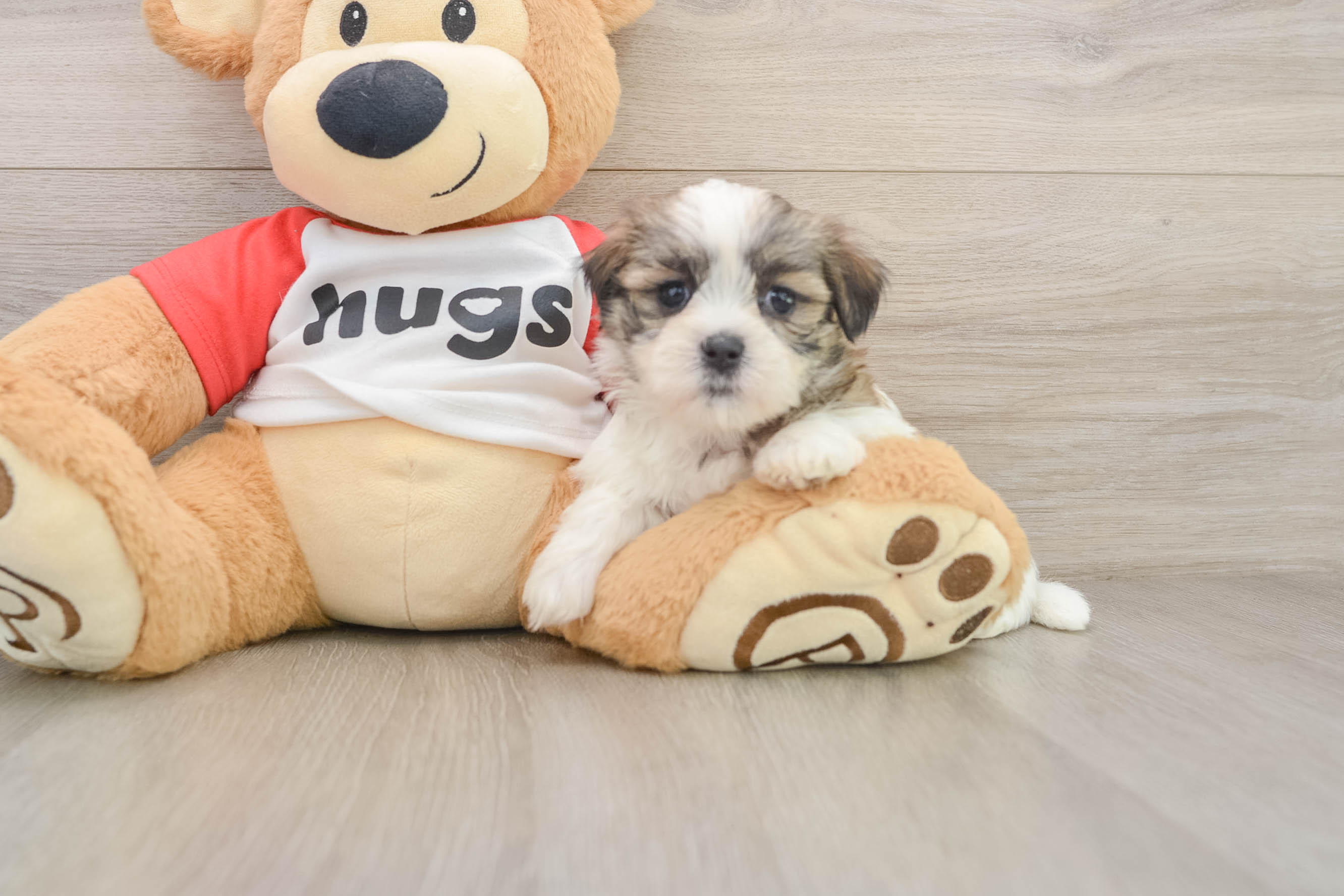 Best Teddy Bear Baby