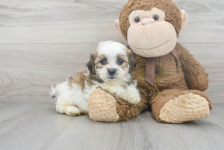 Meet Gili - our Teddy Bear Puppy Photo 1/3 - Puppy Love PR Best Teddy Bear Baby