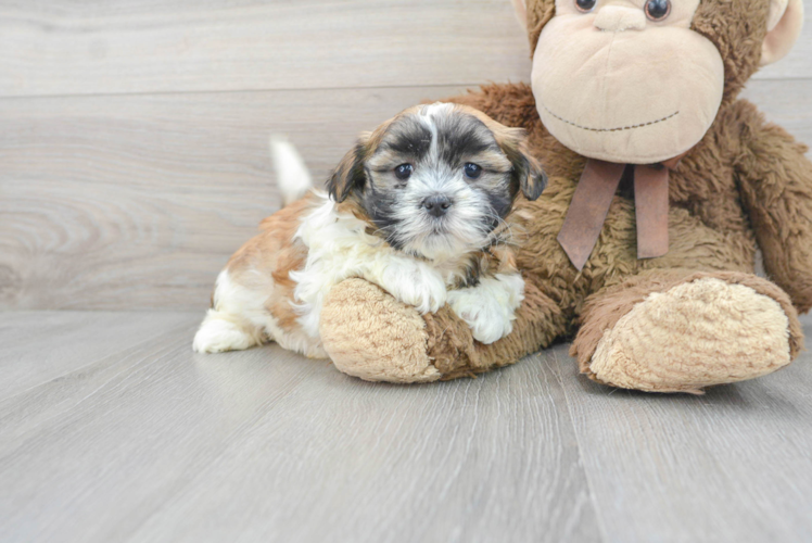 Meet Gili - our Teddy Bear Puppy Photo 1/3 - Puppy Love PR Best Teddy Bear Baby