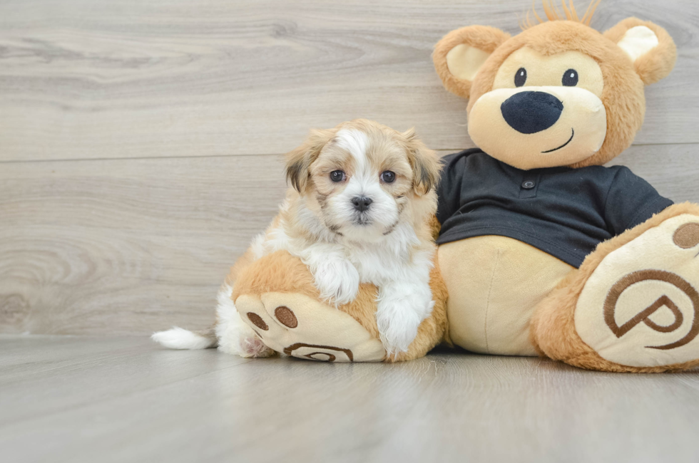 7 week old Teddy Bear Puppy For Sale - Puppy Love PR