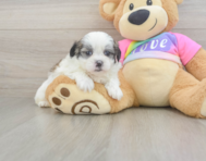 7 week old Teddy Bear Puppy For Sale - Puppy Love PR