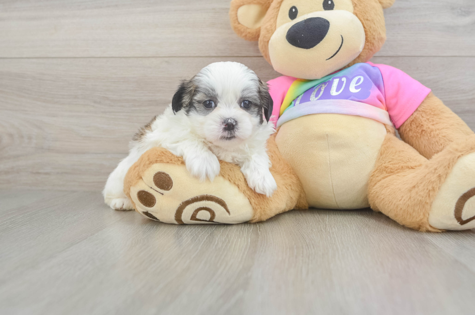 5 week old Teddy Bear Puppy For Sale - Puppy Love PR