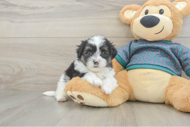 Happy Teddy Bear Baby