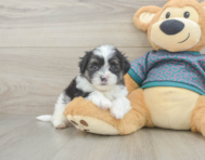 7 week old Teddy Bear Puppy For Sale - Puppy Love PR