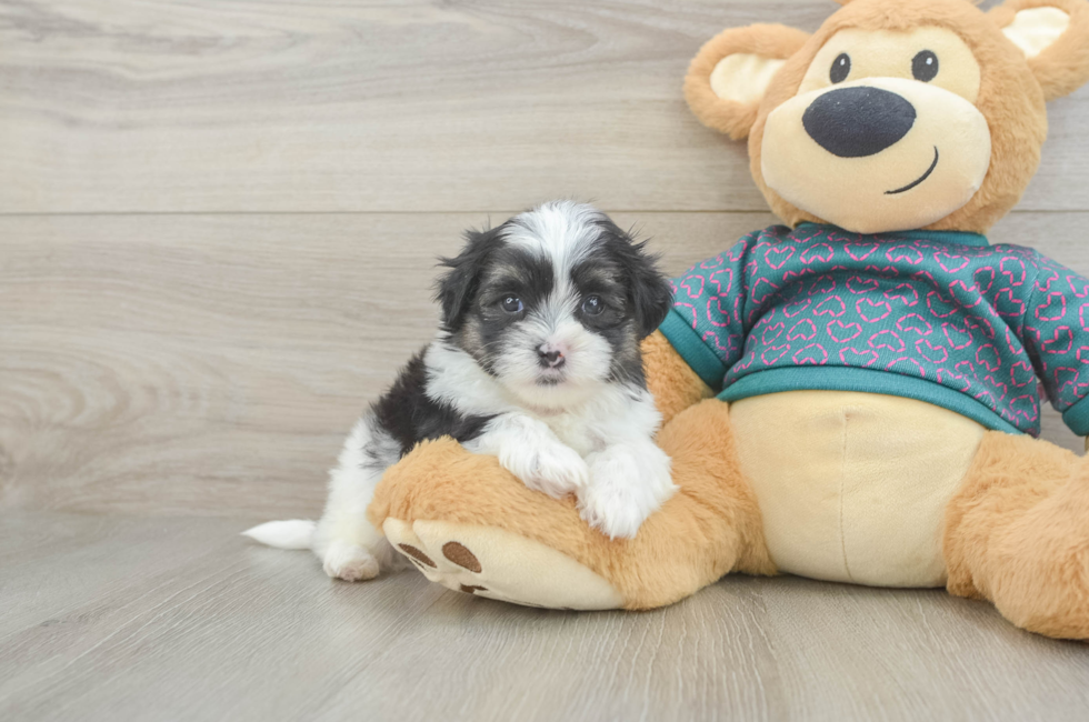 5 week old Teddy Bear Puppy For Sale - Puppy Love PR