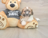 7 week old Teddy Bear Puppy For Sale - Puppy Love PR