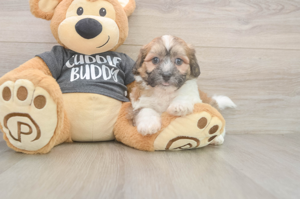 8 week old Teddy Bear Puppy For Sale - Puppy Love PR