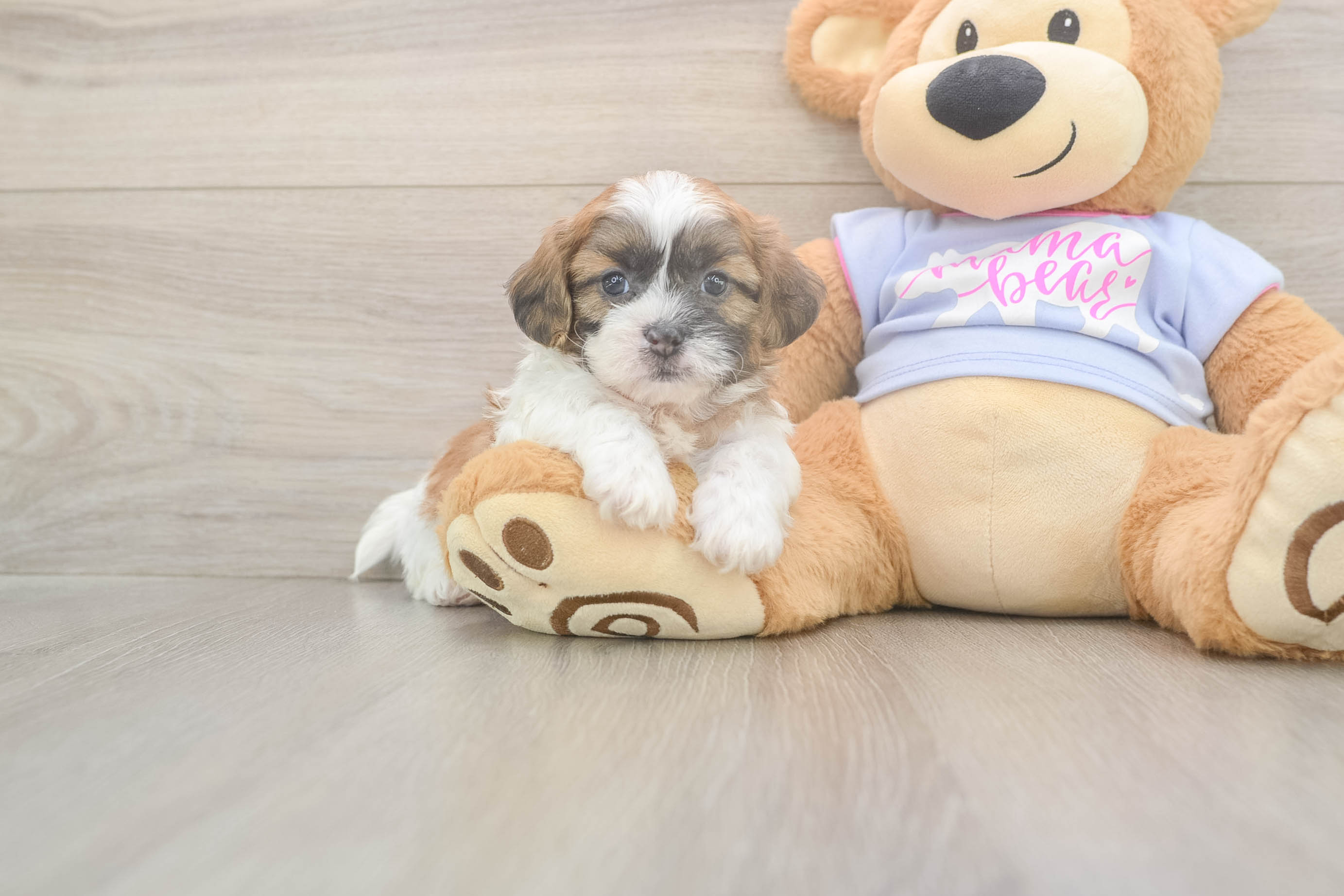 Friendly Teddy Bear Baby