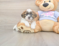 8 week old Teddy Bear Puppy For Sale - Puppy Love PR