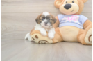 Meet Gizmo - our Teddy Bear Puppy Photo  1/3 - Puppy Love PR Friendly Teddy Bear Baby