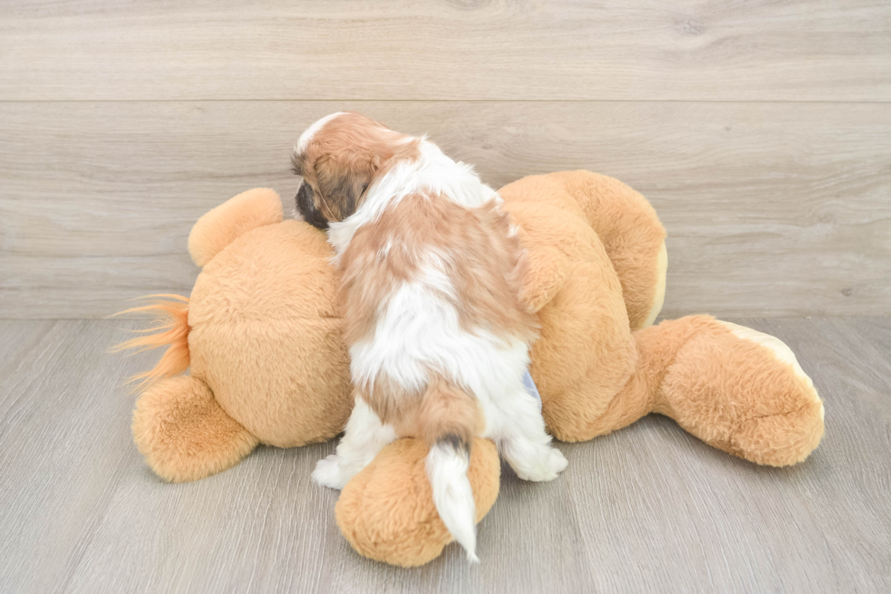 Meet Gizmo - our Teddy Bear Puppy Photo  3/3 - Puppy Love PR Petite Teddy Bear Designer Pup