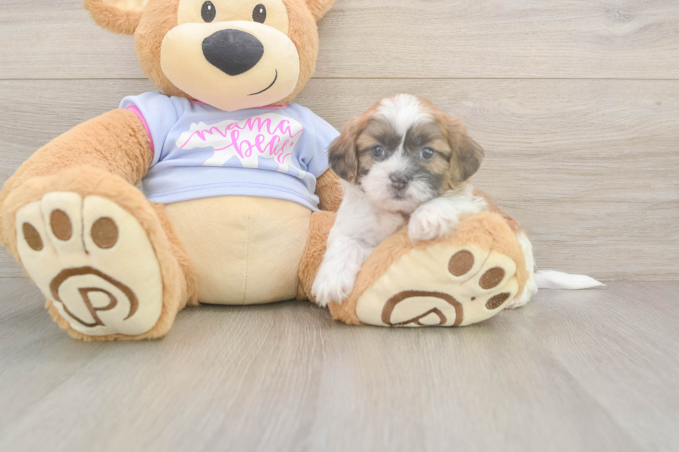 Meet Gizmo - our Teddy Bear Puppy Photo  2/3 - Puppy Love PR Teddy Bear Puppy for Adoption