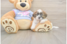 Meet Gizmo - our Teddy Bear Puppy Photo  2/3 - Puppy Love PR Teddy Bear Puppy for Adoption