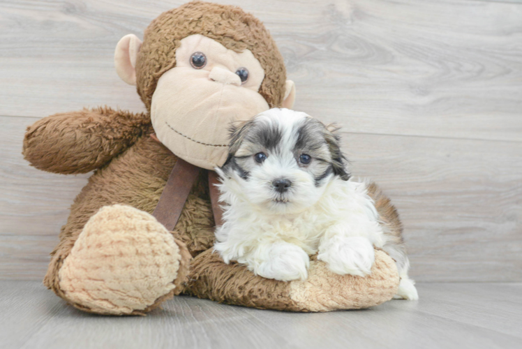 Meet Gizmo - our Teddy Bear Puppy Photo 1/3 - Puppy Love PR Teddy Bear Puppy for Adoption