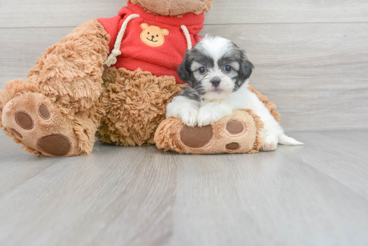 Meet Gretchen - our Teddy Bear Puppy Photo 1/3 - Puppy Love PR Teddy Bear Puppy for Adoption