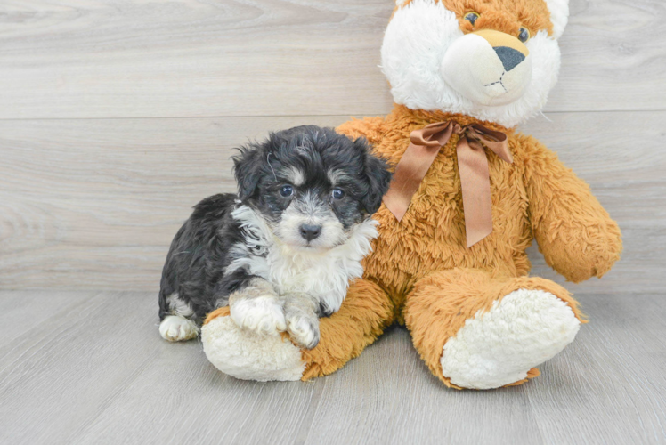 Meet Gretchen - our Aussiechon Puppy Photo 1/3 - Puppy Love PR Smart Teddy Bear Designer Pup