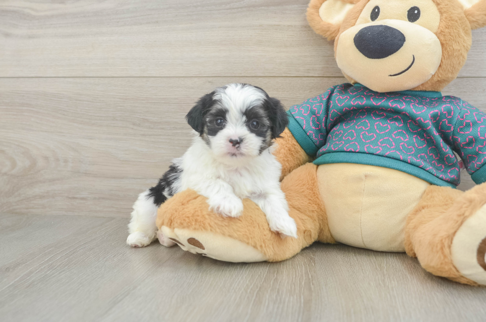 5 week old Teddy Bear Puppy For Sale - Puppy Love PR