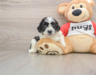 8 week old Teddy Bear Puppy For Sale - Puppy Love PR