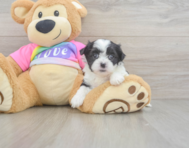 7 week old Teddy Bear Puppy For Sale - Puppy Love PR