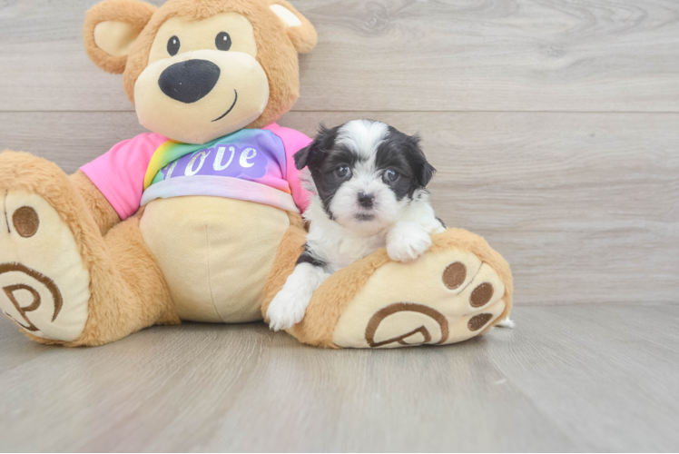 Meet Gump - our Teddy Bear Puppy Photo 1/3 - Puppy Love PR Petite Teddy Bear Designer Pup