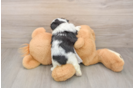 Teddy Bear Puppy for Adoption