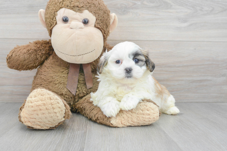Meet Gump - our Teddy Bear Puppy Photo 1/3 - Puppy Love PR Petite Teddy Bear Designer Pup