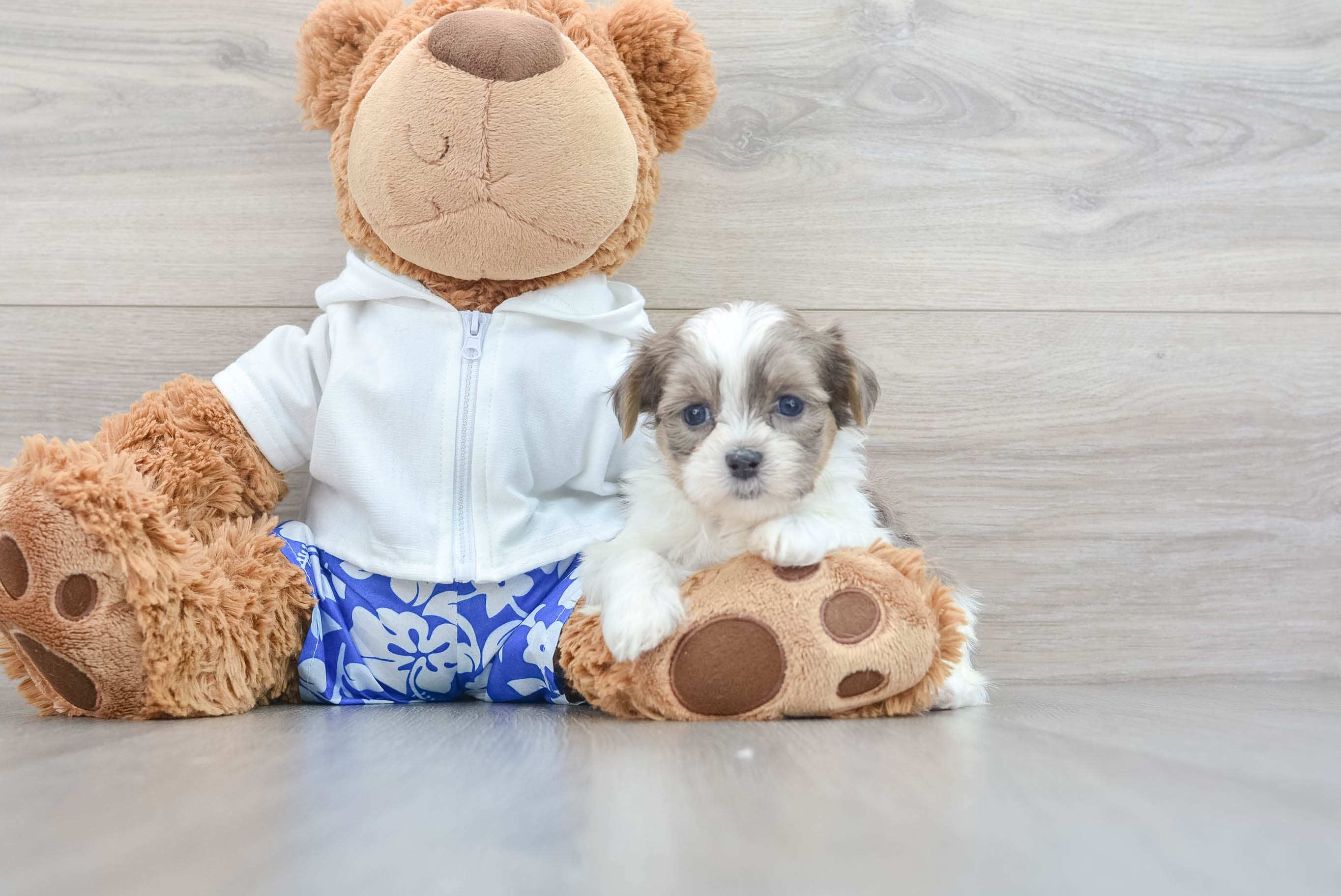 Premier pups sale teddy bear