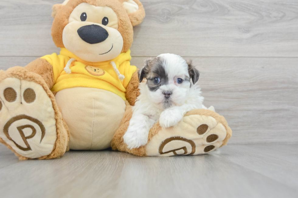 8 week old Teddy Bear Puppy For Sale - Puppy Love PR