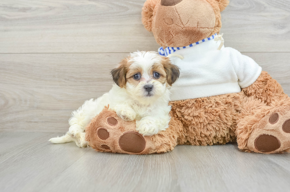 9 week old Teddy Bear Puppy For Sale - Puppy Love PR