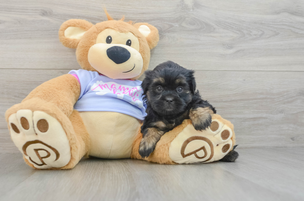 7 week old Teddy Bear Puppy For Sale - Puppy Love PR