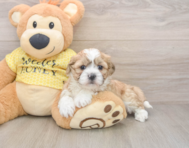 5 week old Teddy Bear Puppy For Sale - Puppy Love PR