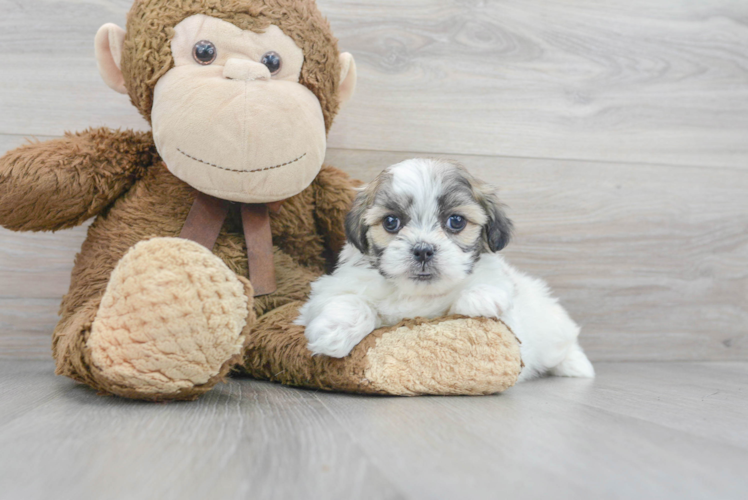 Meet Hallee - our Teddy Bear Puppy Photo 1/3 - Puppy Love PR Best Teddy Bear Baby