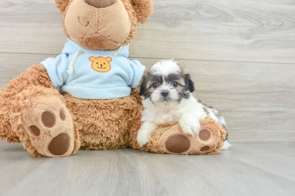 Teddy Bear Pup Being Cute