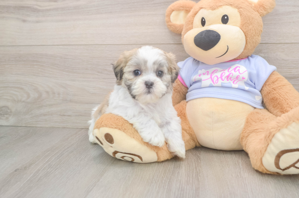 6 week old Teddy Bear Puppy For Sale - Puppy Love PR
