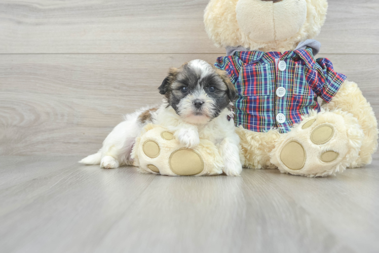 Meet Harlyn - our Teddy Bear Puppy Photo 1/3 - Puppy Love PR Teddy Bear Puppy for Adoption