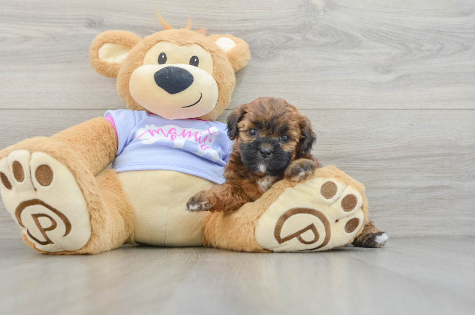 7 week old Teddy Bear Puppy For Sale - Puppy Love PR