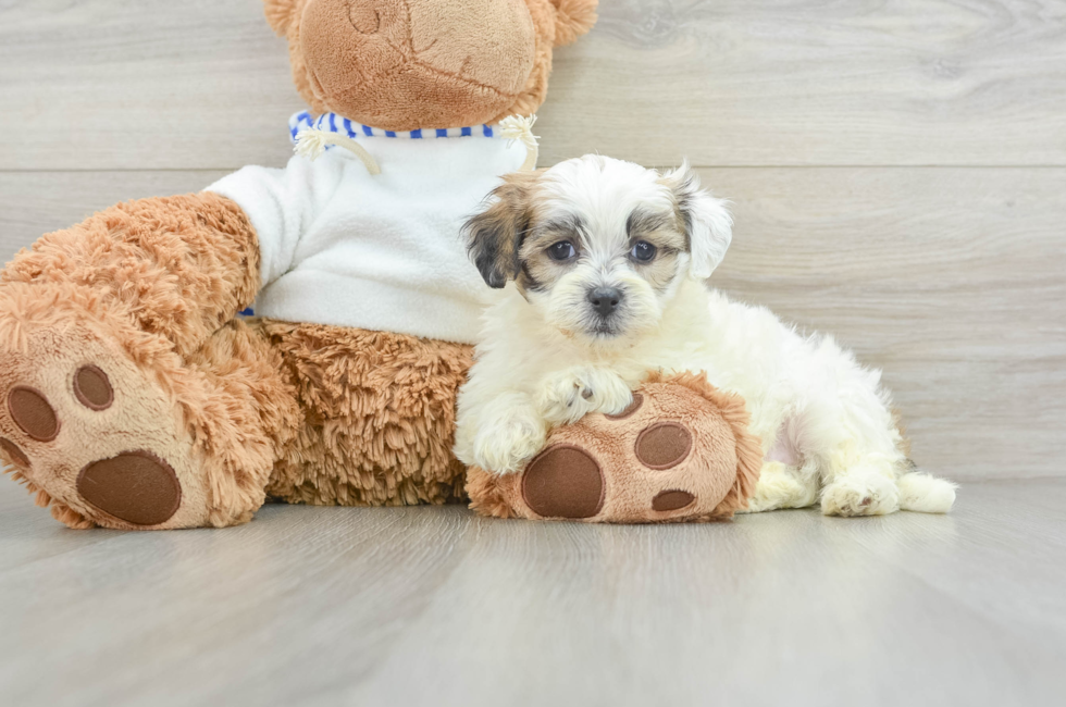 9 week old Teddy Bear Puppy For Sale - Puppy Love PR