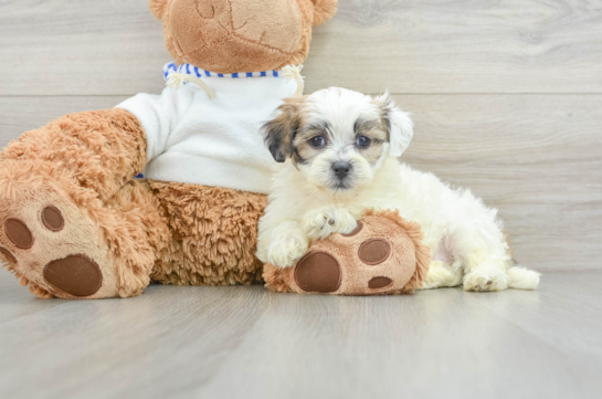 Teddy Bear Pup Being Cute