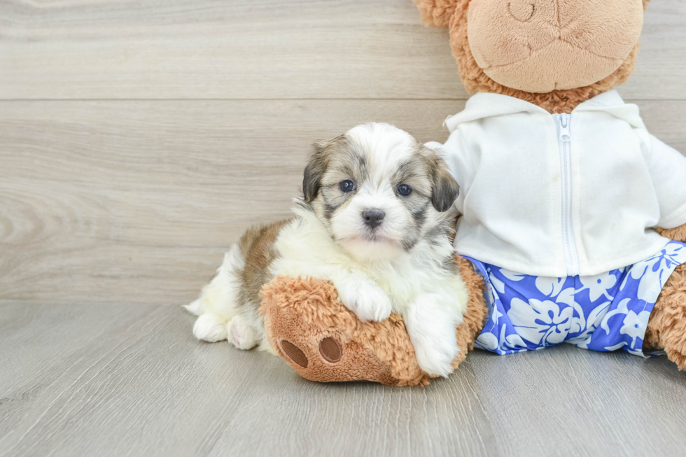 Petite Teddy Bear Designer Pup