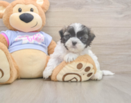 7 week old Teddy Bear Puppy For Sale - Puppy Love PR