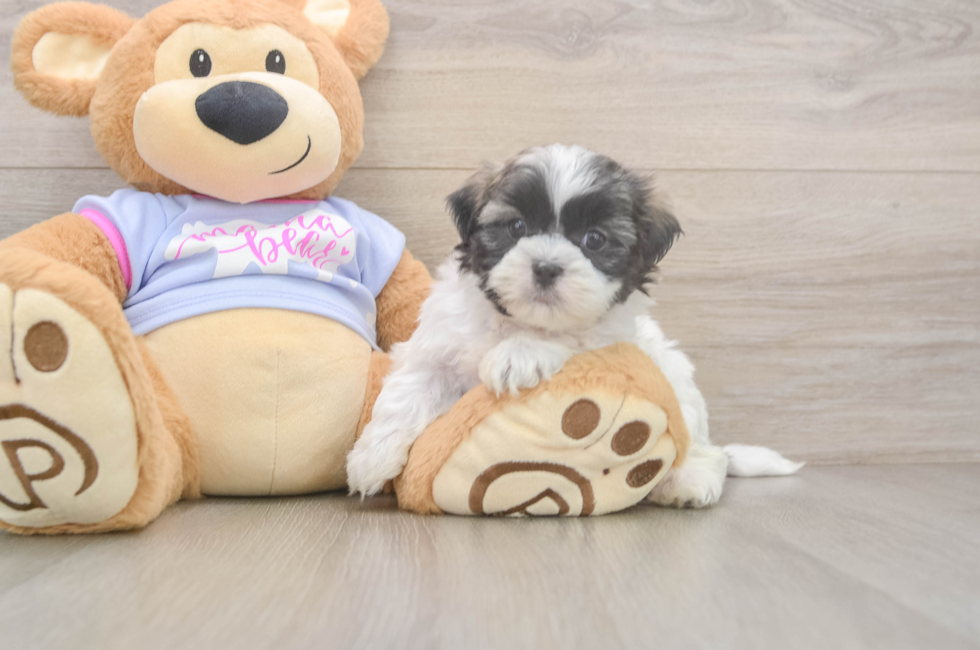6 week old Teddy Bear Puppy For Sale - Puppy Love PR