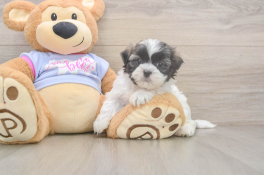 Teddy Bear Pup Being Cute