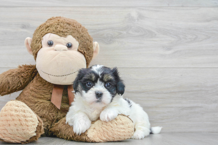 Meet Harvey - our Teddy Bear Puppy Photo 1/3 - Puppy Love PR Cute Teddy Bear Baby