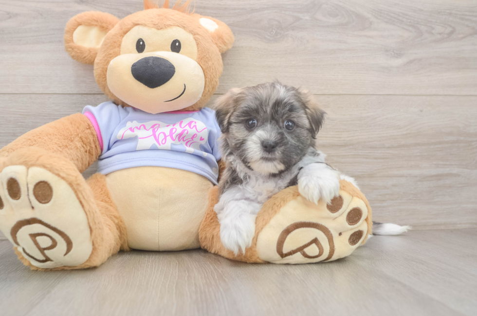 6 week old Teddy Bear Puppy For Sale - Puppy Love PR