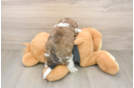 Teddy Bear Puppy for Adoption